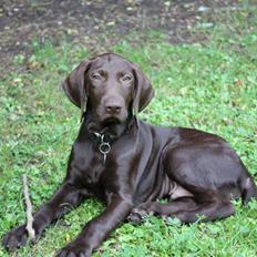 Korthåret hønsehund Søborggård`s Tec