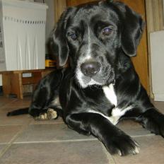 Blanding af racer Niki