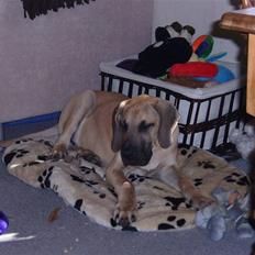 Grand danois Great evita's anyway you 