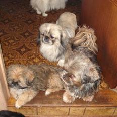 Blanding af racer Luna