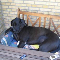 Grand danois WINTHER'S THOR *RIP*