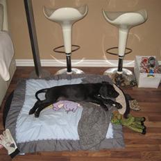 Grand danois WINTHER'S THOR *RIP*