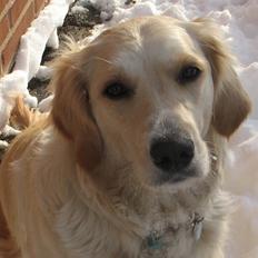 Golden retriever Sika