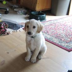 Golden retriever Sika