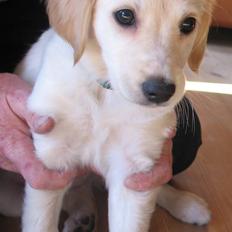 Golden retriever Sika