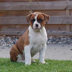 Amerikansk bulldog Luna