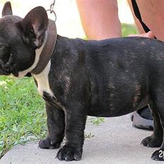 Fransk bulldog Ecstasy Of Mini Bombázó