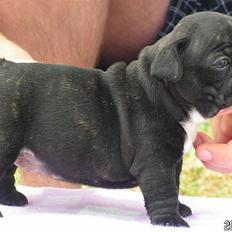 Fransk bulldog Ecstasy Of Mini Bombázó