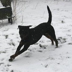 Rottweiler Fattiggården's Gracie *død*