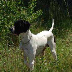 Pointer Victor