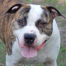 Amerikansk staffordshire terrier Djarnis