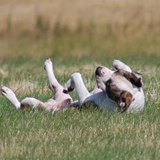 Amerikansk staffordshire terrier Djarnis