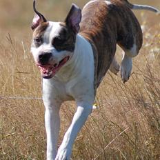 Amerikansk staffordshire terrier Djarnis