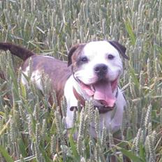 Amerikansk bulldog .: Riccardo :.