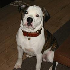 Amerikansk bulldog .: Riccardo :.