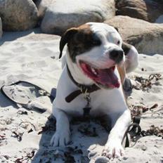 Amerikansk bulldog .: Riccardo :.