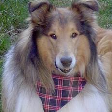 Collie langhåret yankie