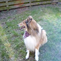 Collie langhåret yankie