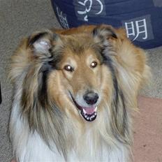 Collie langhåret yankie