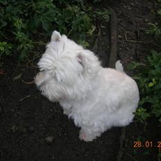 West highland white terrier Bijou