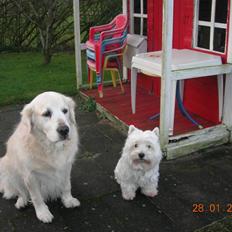 West highland white terrier Bijou