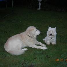 West highland white terrier Bijou