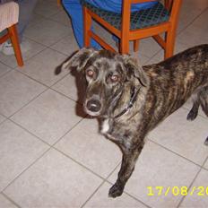 Blanding af racer Mini