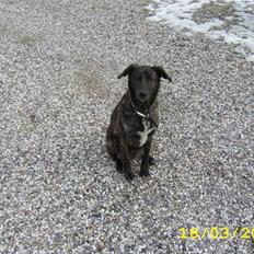 Blanding af racer Mini