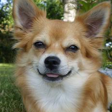 Chihuahua Molly