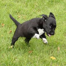 Blanding af racer Karla Malone