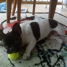 Fransk bulldog Pluto