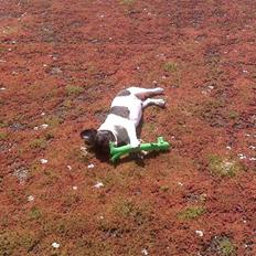 Fransk bulldog Pluto