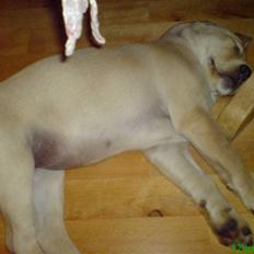 Labrador retriever Leika