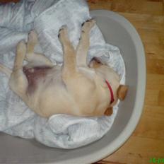 Labrador retriever Leika