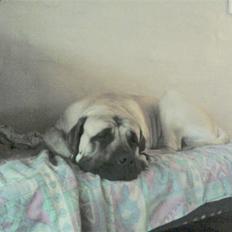 Mastiff Baloo<3