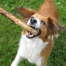 Kooikerhondje Tagas Topsi R.I.P