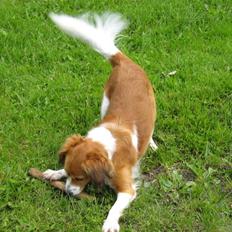 Kooikerhondje Tagas Topsi R.I.P