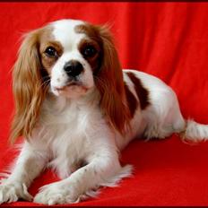Cavalier king charles spaniel Chilli