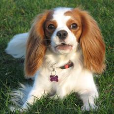 Cavalier king charles spaniel Chilli