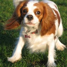 Cavalier king charles spaniel Chilli