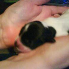 Cocker spaniel Bella