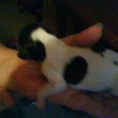 Cocker spaniel Bella