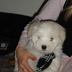 Coton de tulear Anton