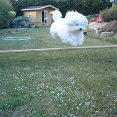 Coton de tulear Anton