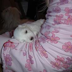 Coton de tulear Anton