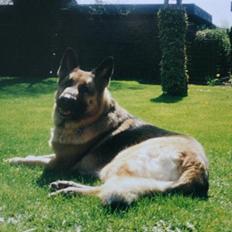 Schæferhund Air-Go Banja