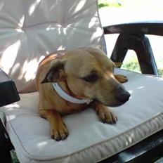 Blanding af racer Pjevsen