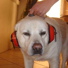 Labrador retriever Luffe<33