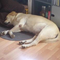 Labrador retriever Luffe<33