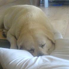 Labrador retriever Luffe<33